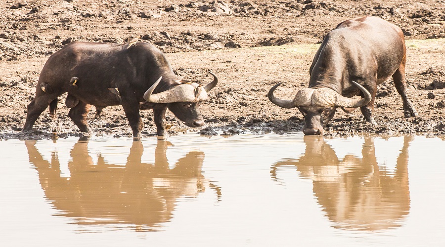 8 day tanzania big five safari with zanzibar beach holiday